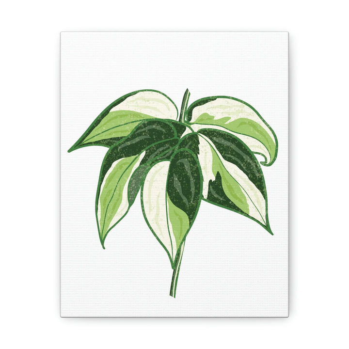 Philodendron Canvas Print - Cream Splash Variegated Plant Art on Matte Cotton Canvas