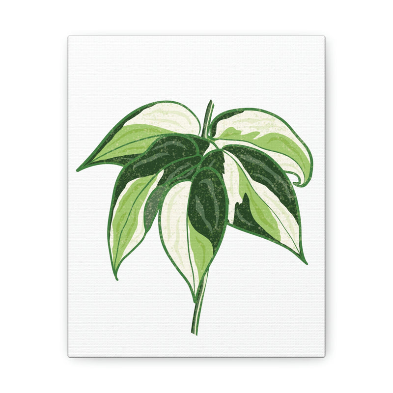 Lienzo Philodendron &