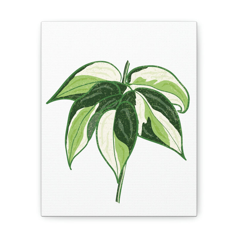 Philodendron &