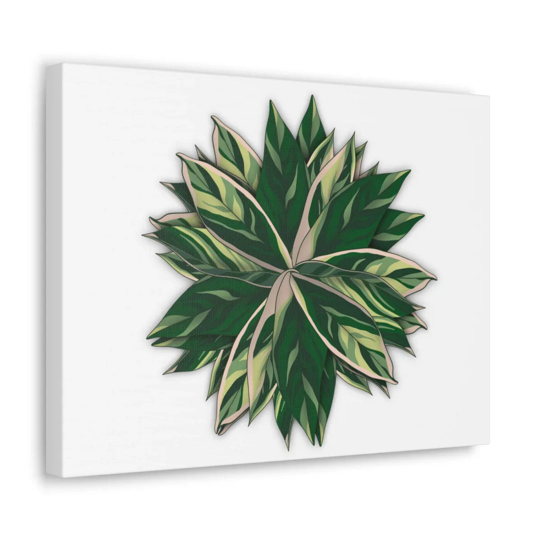 Stromanthe Triostar Canvas - Pastel Stripe Canvas Art Print With Vivid Color Artwork - Laura Christine Photography & Design