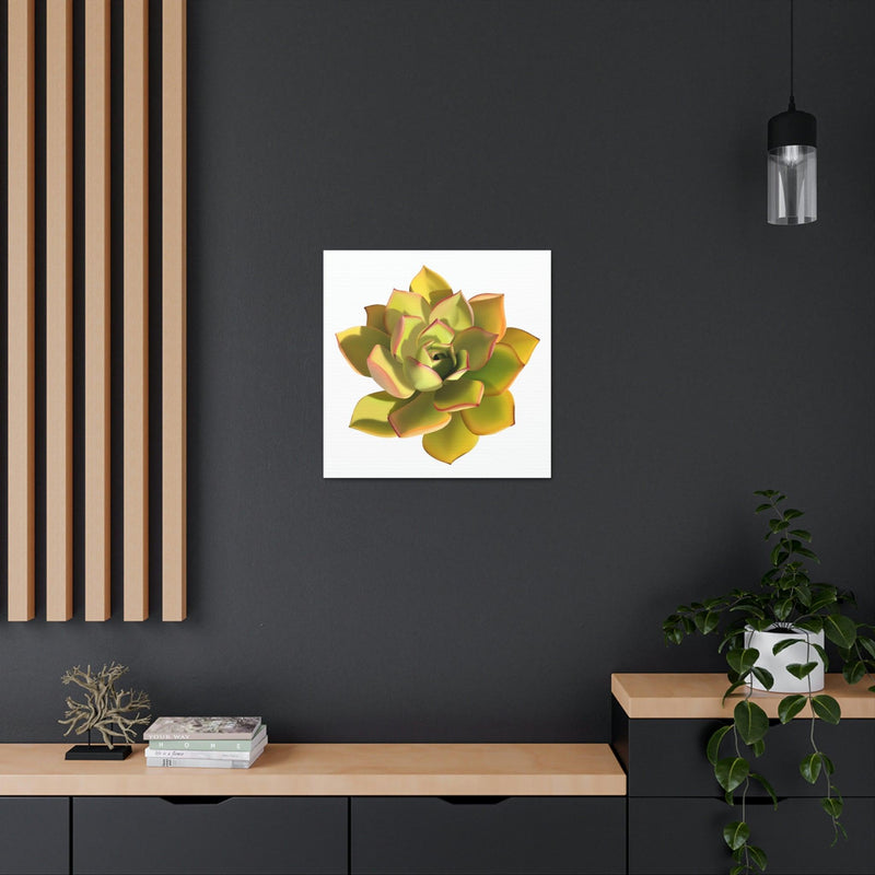 Noble Aeonium Succulent Canvas, Canvas, Printify, Art & Wall Decor, Canvas, Hanging Hardware, Home & Living, Indoor, Laura Christine Photography & Design, laurachristinedesign.com