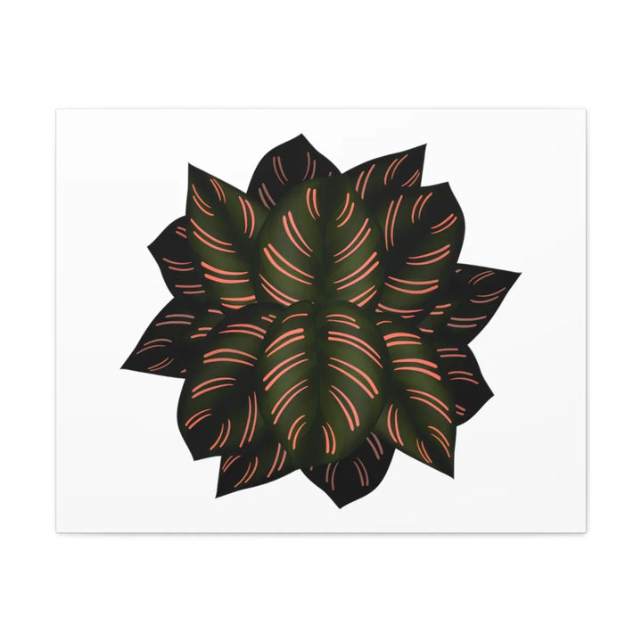 Calathea Pinstripe Canvas – Botanical Canvas Art Print | Matte Finish Wall Decor