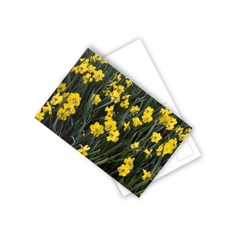 Yellow daffodils - Postcard, 10-pack, Paper products, Printify, Back to School, Home & Living, Indoor, Matte, Paper, Posters, Laura Christine Photography & Design, laurachristinedesign.com