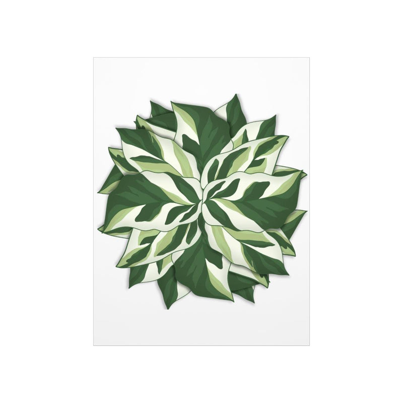 Calathea White Fusion Print, Poster, Laura Christine Photography & Design, Back to School, Bottle, Calathea, Canvas Bag, Coffee, Drinkware, Home & Living, Indoor, Matte, Paper, Posters, Prayer Plant, Reusable, Shopping Bag, Tea, Tote Bag, Travel, Tumbler, Valentine&