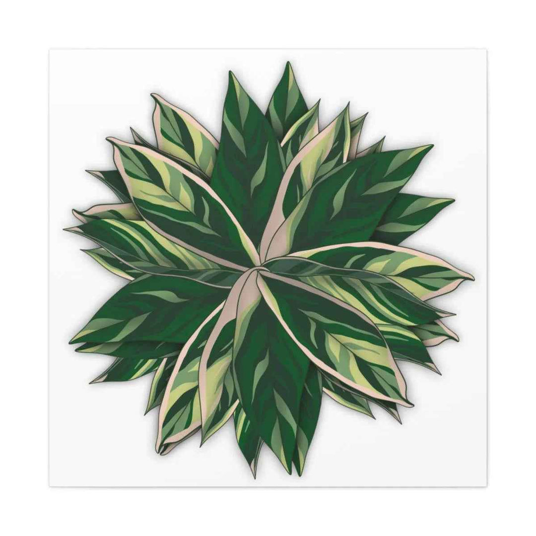 Stromanthe Triostar Canvas - Pastel Stripe Canvas Art Print With Vivid Color Artwork