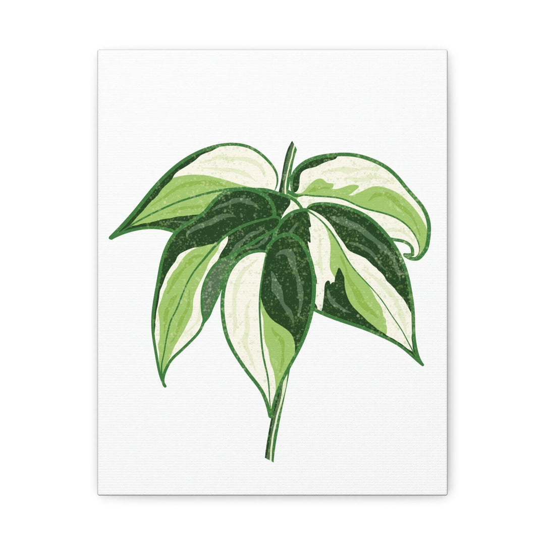 Philodendron Canvas Print - Cream Splash Variegated Plant Art on Matte Cotton Canvas