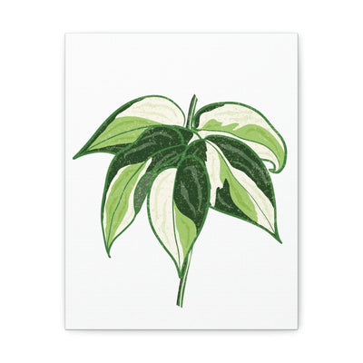 Philodendron 'Cream Splash' Canvas