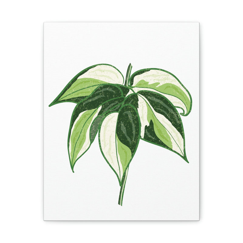 Philodendron &