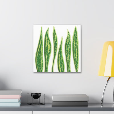 Snake Plant Canvas