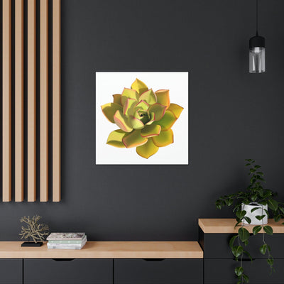 Noble Aeonium Succulent Canvas, Canvas, Printify, Art & Wall Decor, Canvas, Hanging Hardware, Home & Living, Indoor, Laura Christine Photography & Design, laurachristinedesign.com