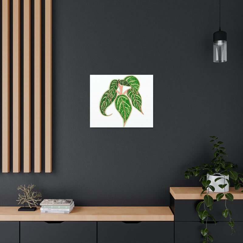 Aglaonema Sparkling Sarah Plant Canvas