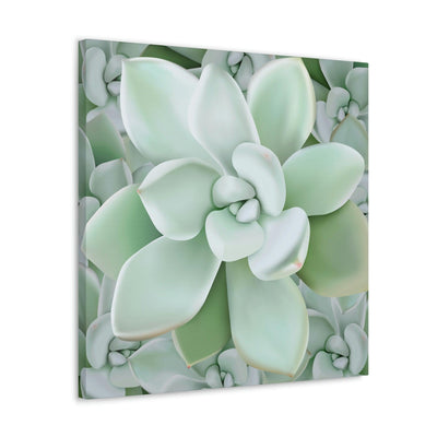 Pachyveria Haagei Succulent Pattern Canvas, Canvas, Printify, Art & Wall Decor, Canvas, Hanging Hardware, Home & Living, Indoor, Laura Christine Photography & Design, laurachristinedesign.com