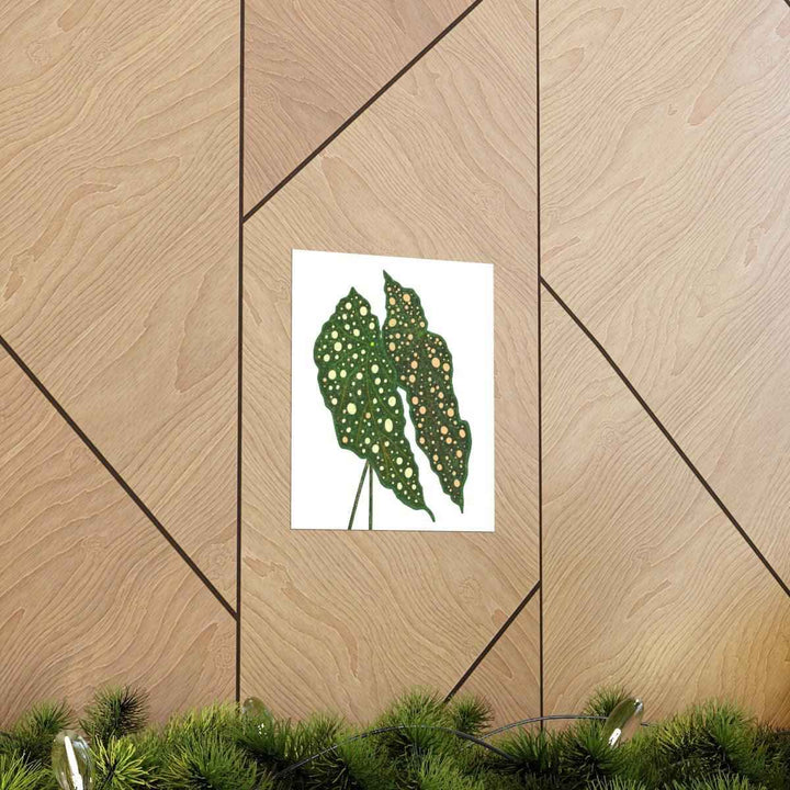 Begonia Maculata Print - Botanical Wall Art on Museum Grade Paper | Matte Finish Unframed