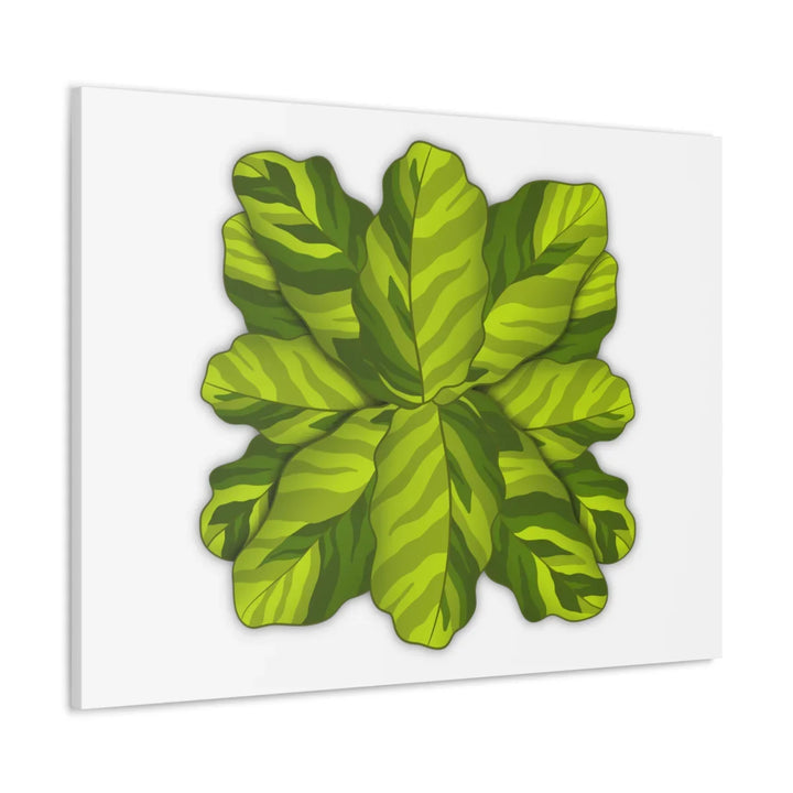 Calathea Yellow Fusion Canvas – Botanical Canvas Print With Unique Leaf Pattern Art - Laura Christine Photography & Design