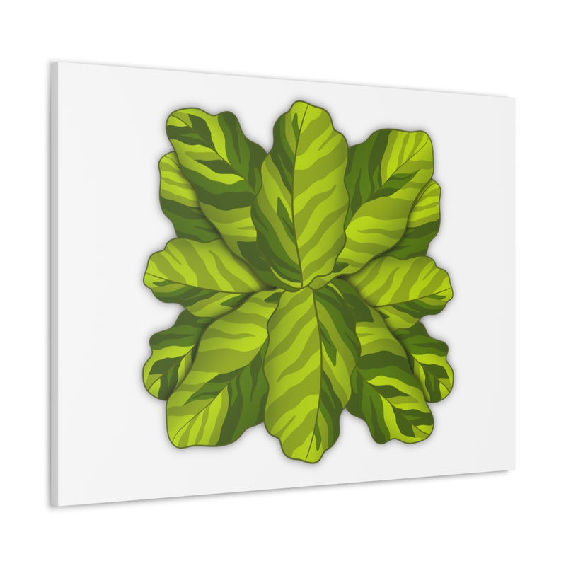 Calathea Yellow Fusion Canvas