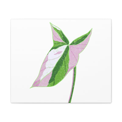 Syngonium Tricolor Canvas