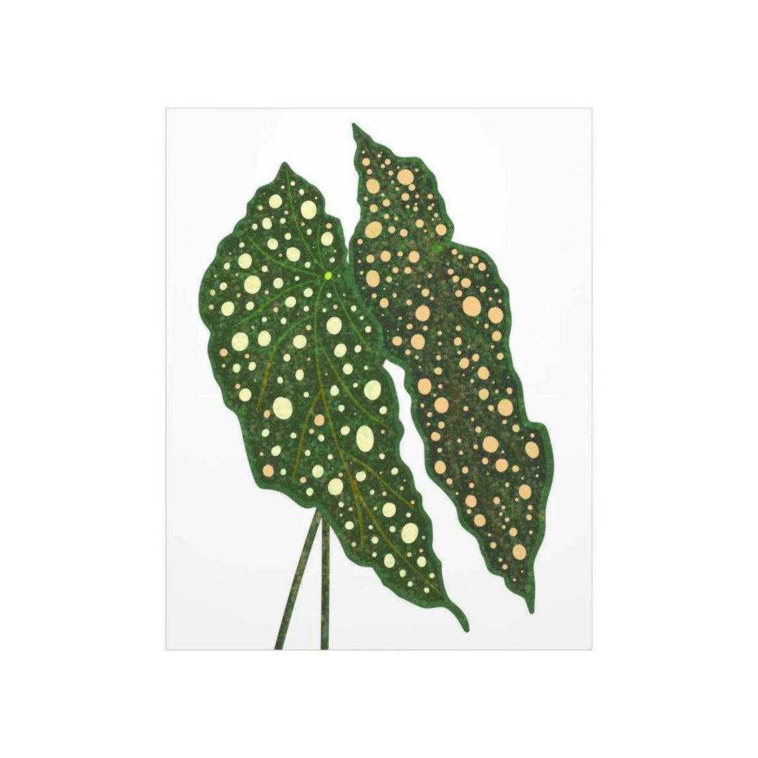 Begonia Maculata Print - Botanical Wall Art on Museum Grade Paper | Matte Finish Unframed