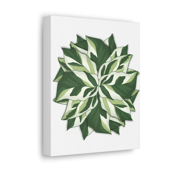 Calathea White Fusion Canvas | Indoor Wall Art - Matte Finish Botanical Canvas Art Print - Laura Christine Photography & Design