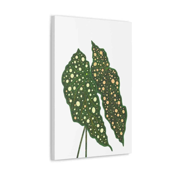Begonia Maculata Canvas | Premium Canvas Art Print - Matte Finish, Durable Wall Decor