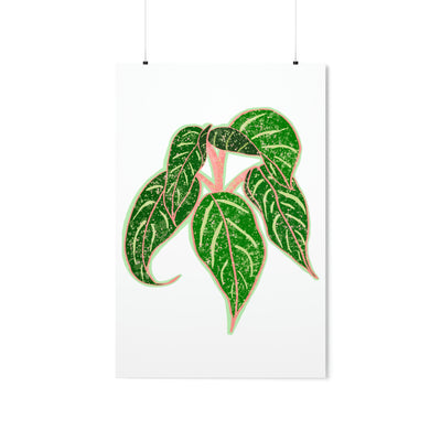 Aglaonema 植物印花