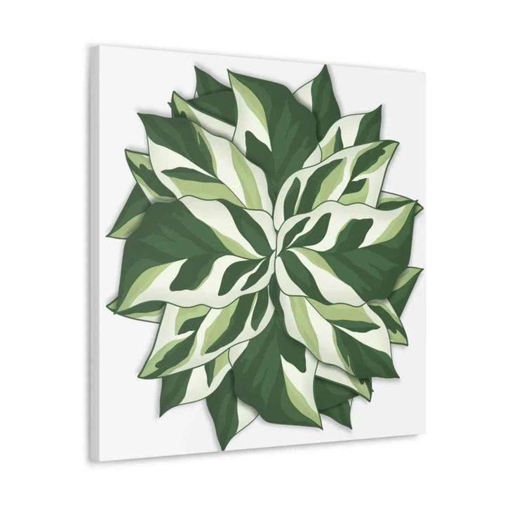 Calathea White Fusion Canvas | Indoor Wall Art - Matte Finish Botanical Canvas Art Print