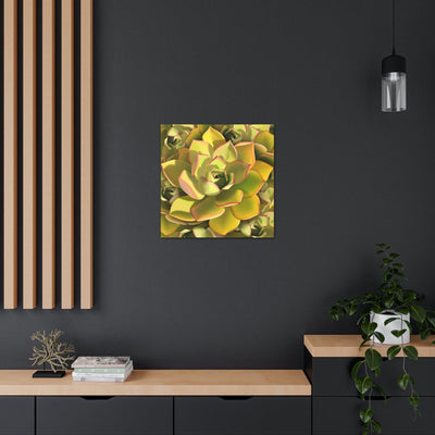 Noble Aeonium Succulent Pattern Canvas, Canvas, Printify, Art & Wall Decor, Canvas, Hanging Hardware, Home & Living, Indoor, Laura Christine Photography & Design, laurachristinedesign.com