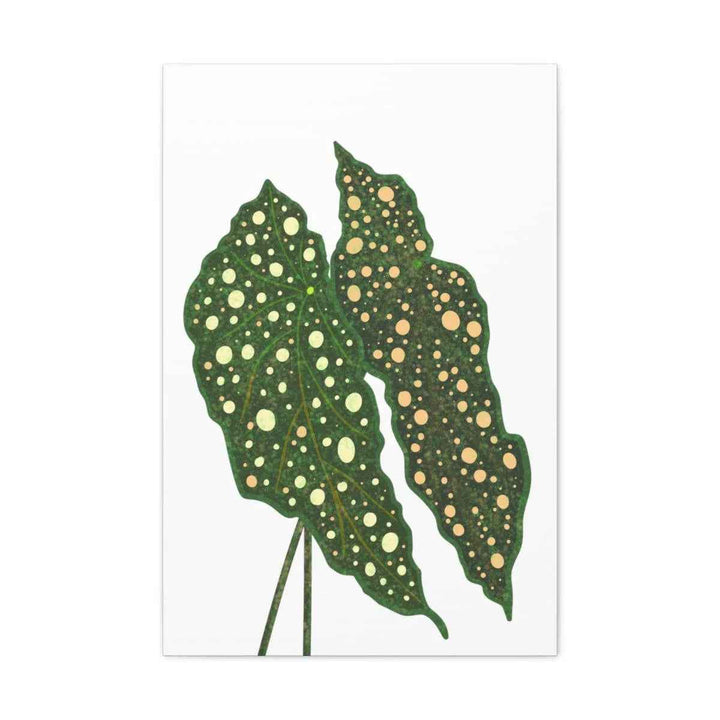 Begonia Maculata Canvas | Premium Canvas Art Print - Matte Finish, Durable Wall Decor