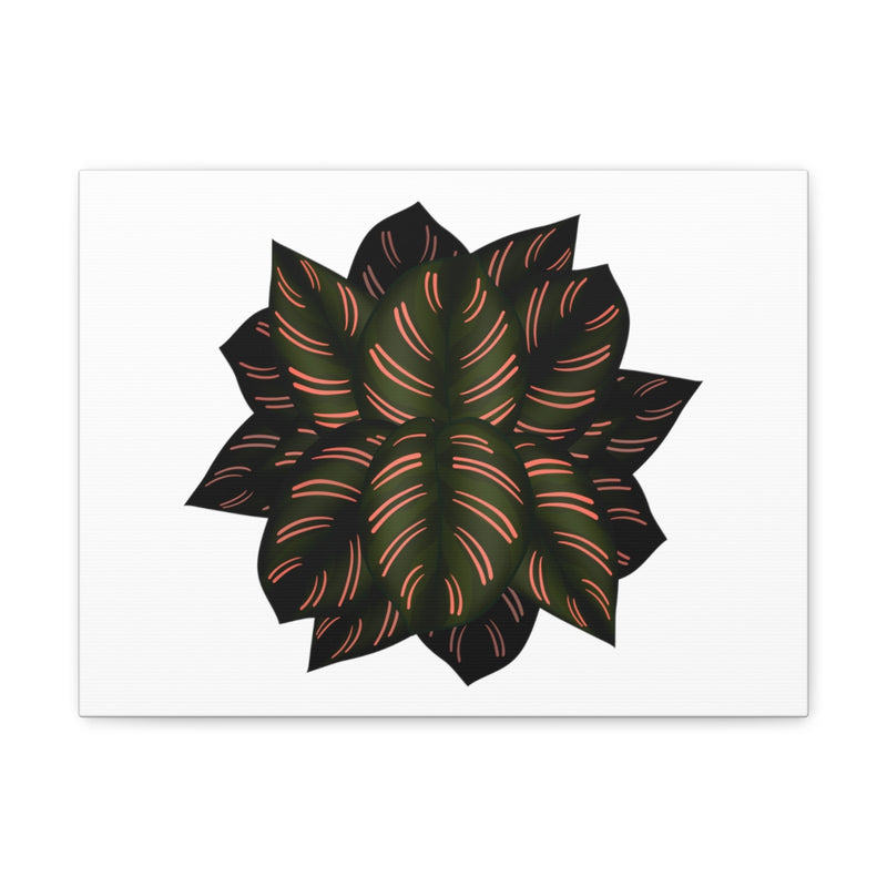 Calathea Pinstripe Canvas