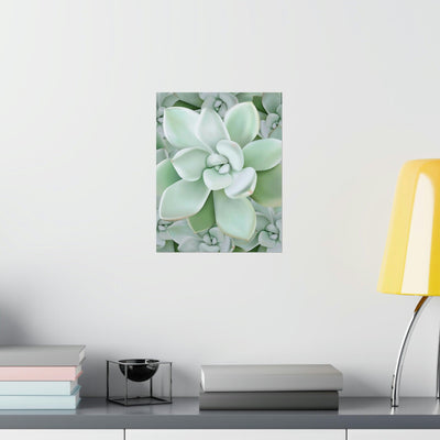 Pachyveria Haagei Succulent Pattern Print, Poster, Printify, Back to School, Home & Living, Indoor, Matte, Paper, Posters, Valentine's Day promotion, Laura Christine Photography & Design, laurachristinedesign.com