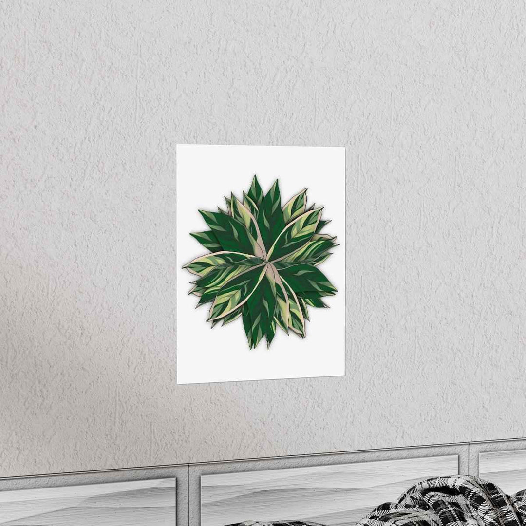 Stromanthe Triostar Print – Tropical Wall Art | Botanical Poster on Museum Grade Paper Unframed