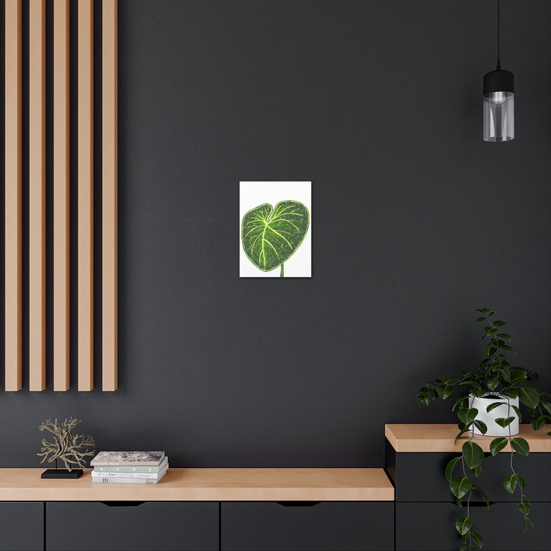 Philodendron Gloriosum Canvas