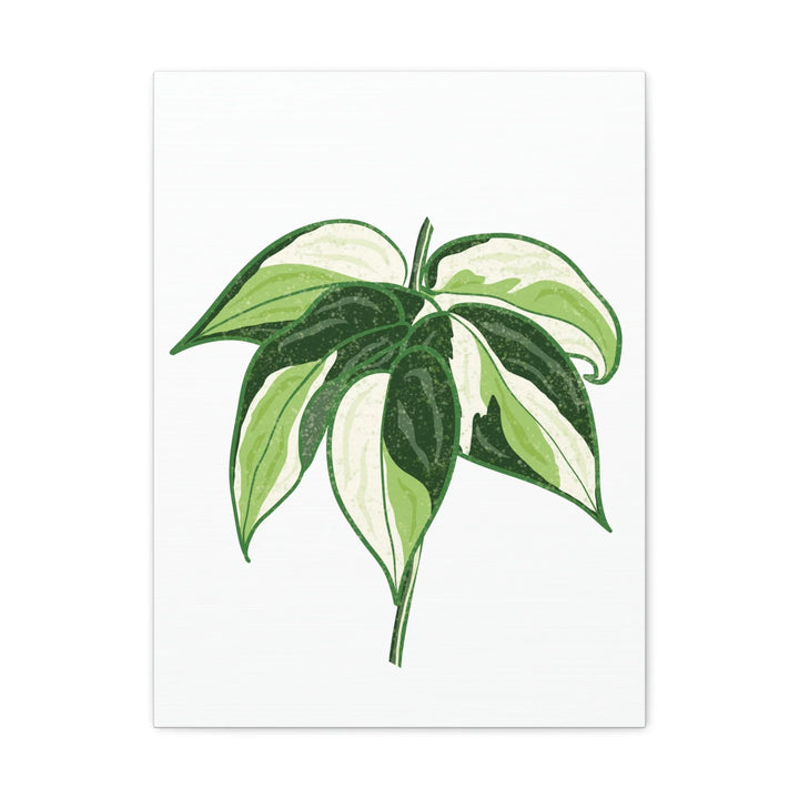 Philodendron Canvas Print - Cream Splash Variegated Plant Art on Matte Cotton Canvas