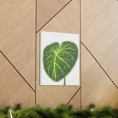 Philodendron Gloriosum Canvas