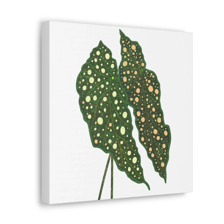 Begonia Maculata Canvas | Premium Canvas Art Print - Matte Finish, Durable Wall Decor - Laura Christine Photography & Design