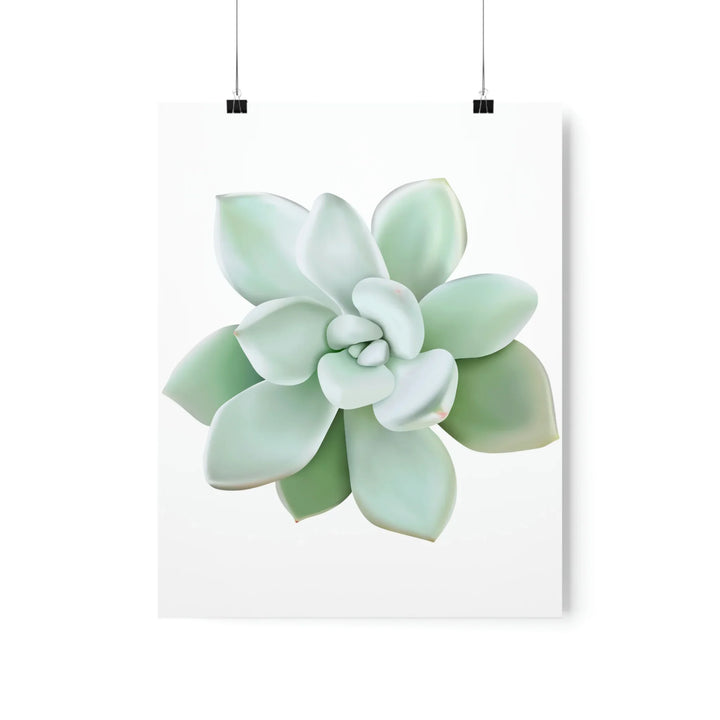 Succulent Wall Art - Pachyveria Haagei Botanical Poster on Museum Grade Paper