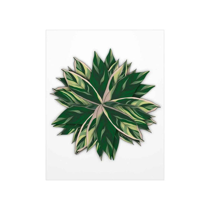 Stromanthe Triostar Print – Tropical Wall Art | Botanical Poster on Museum Grade Paper Unframed