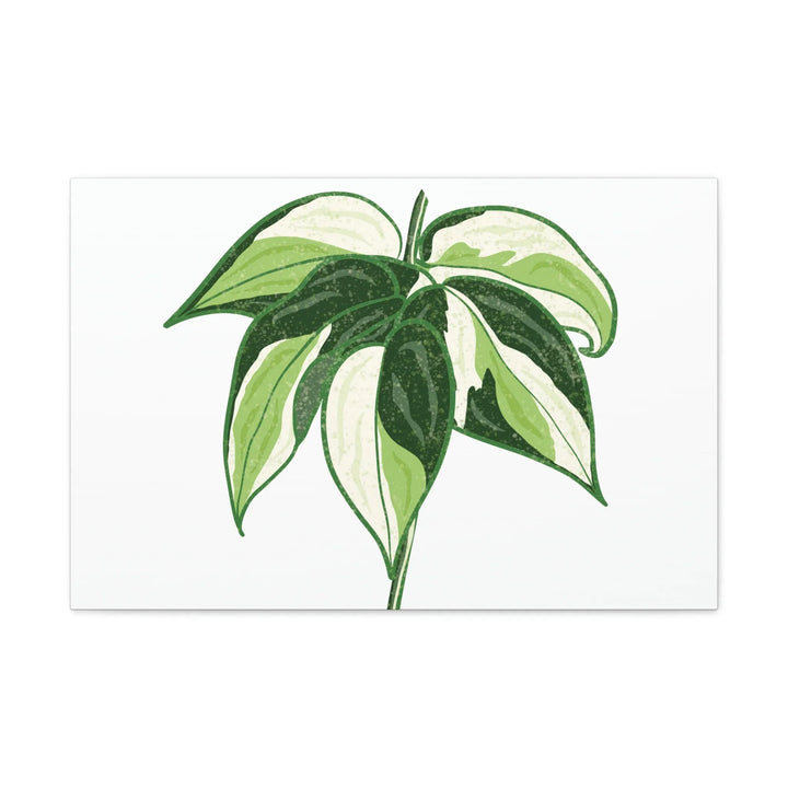 Philodendron Canvas Print - Cream Splash Variegated Plant Art on Matte Cotton Canvas