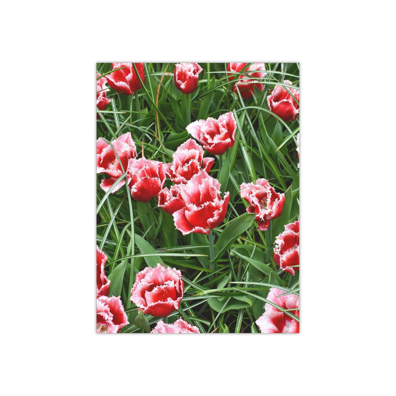 Brest Fringed tulips 