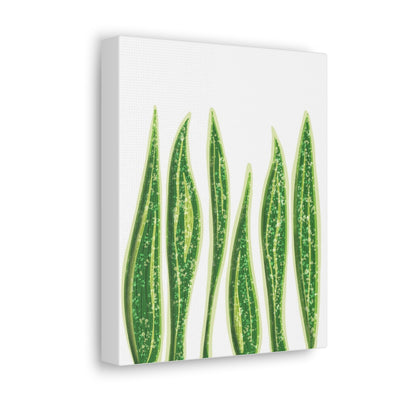 Snake Plant Canvas