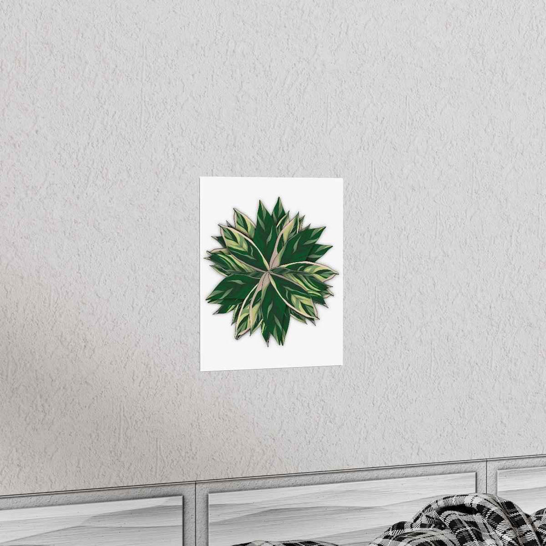 Stromanthe Triostar Print – Tropical Wall Art | Botanical Poster on Museum Grade Paper Unframed
