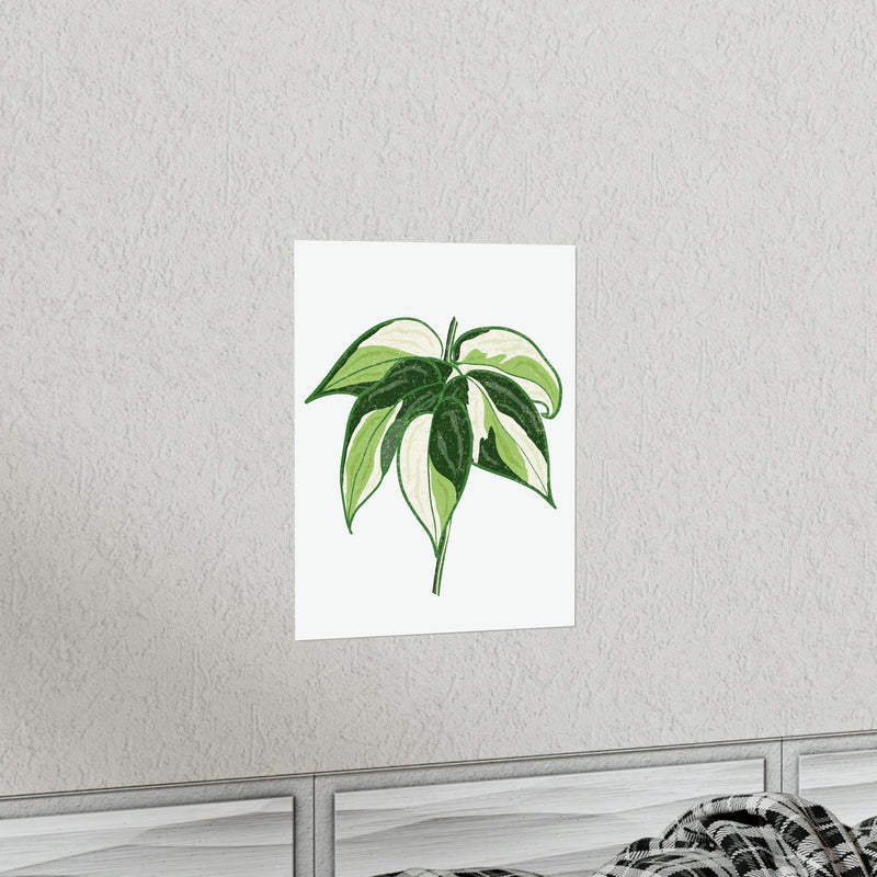 Philodendron &