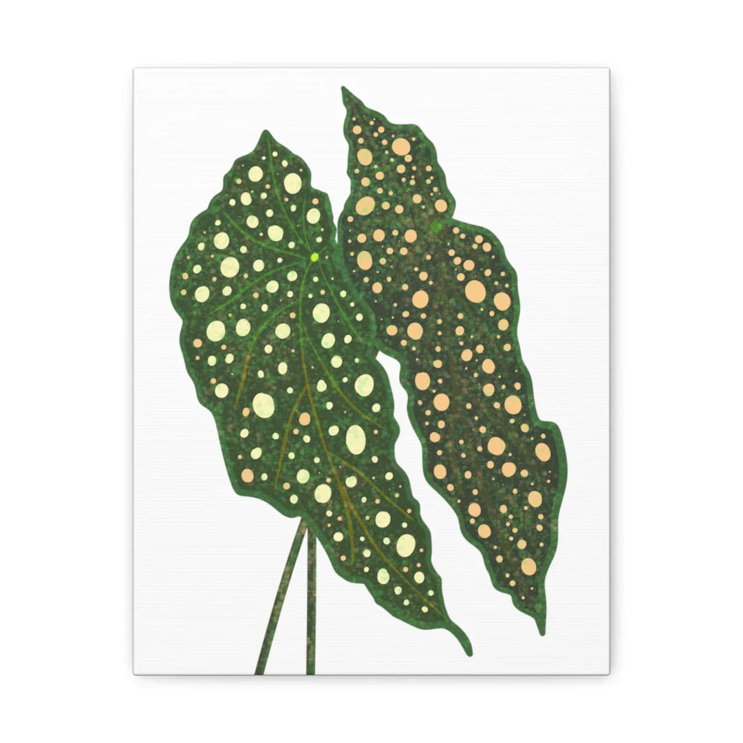 Begonia Maculata Canvas | Premium Canvas Art Print - Matte Finish, Durable Wall Decor - Laura Christine Photography & Design