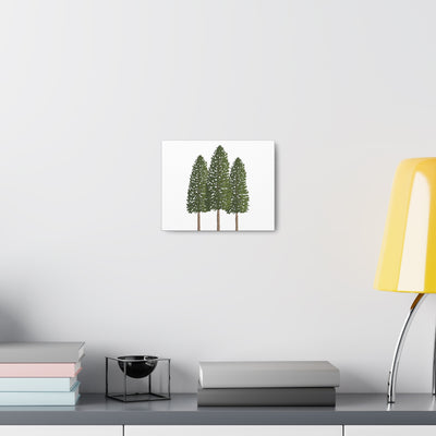 Ponderosa Pine Canvas