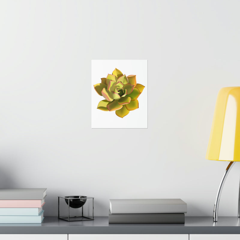 Noble Aeonium Succulent Print