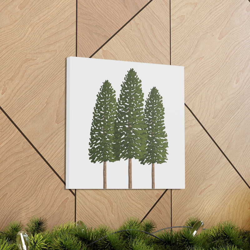 Ponderosa Pine Canvas