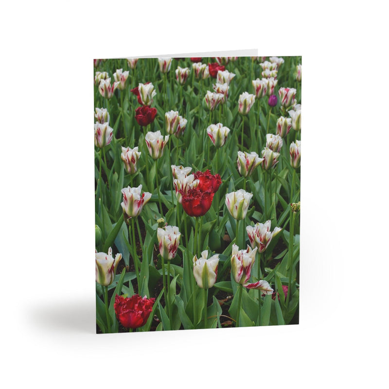 Red & white triumph tulips Photo Greeting Card, Paper products, Printify, Greeting Card, Holiday Picks, Home & Living, Paper, Postcard, Postcards, Laura Christine Photography & Design, laurachristinedesign.com