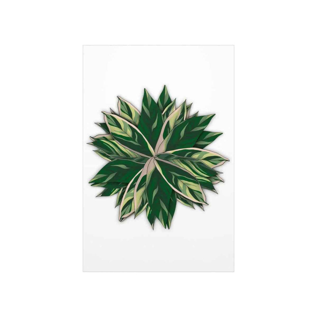 Stromanthe Triostar Print – Tropical Wall Art | Botanical Poster on Museum Grade Paper Unframed