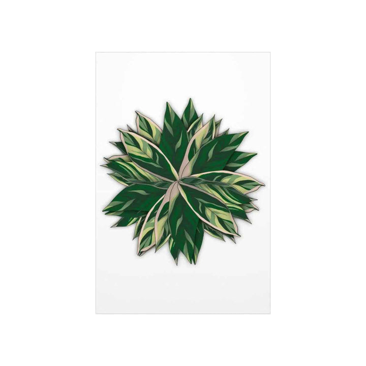 Stromanthe Triostar Print – Tropical Wall Art | Botanical Poster on Museum Grade Paper Unframed