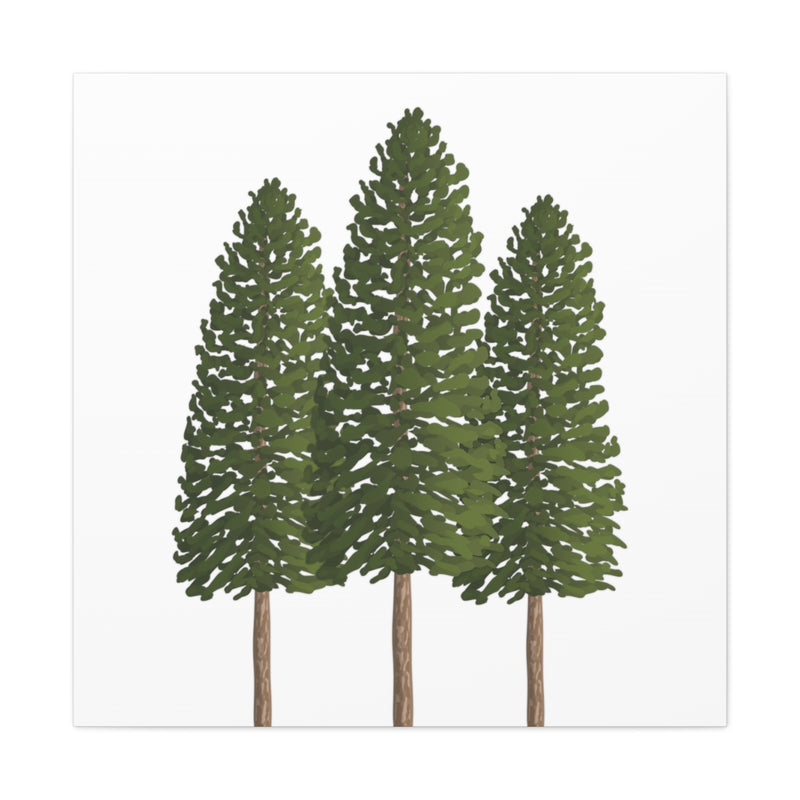 Ponderosa Pine Canvas