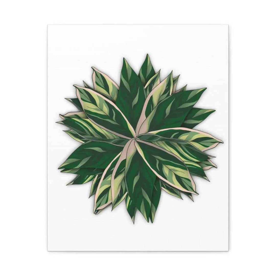 Stromanthe Triostar Canvas - Pastel Stripe Canvas Art Print With Vivid Color Artwork